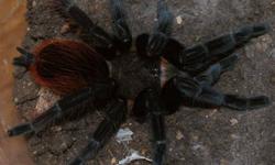 I have a large number of Mexican Red Rump Tarantulas (Brachypelma vagans) for sale.  This is a very beautiful species, jet black with a gorgeous, fiery red abdomen.  They are also very gentle, easily handled, fast growing, long lived (up to 30 years!),