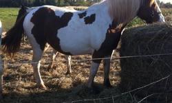 12 year old paint mare, has been ridden, but not lately, no time.  Great condition,  very beautiful horse, no papers, some heavy horse in her breeding. Kids lost interest