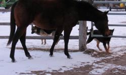 15 hh and still growing.  She is very easy to catch.  This filly has been started, and is doing very well.  She has an awesome stop on her, and is excellent at a walk, trot and lope.  She backs up nicely, and responds well to some pressure.  She is very