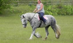 Beautiful 4yr old Shire mare. 17.1hh. Registered with Shire Horse Society of England and Canadian. Started lightly under saddle this year, walk, trot, some canter, a few trail rides. Quick learner. Very willing temperament. A sweet people horse. Use her