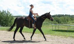 Grace is a papered 5 yr old 16 hh thoroughbred Mare. She came off the track in 2009,she is broke, I won't say well broke because she is only 5 but she is certainly level headed for her age.  We have used her mostly on trails and some quiet work in the