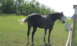 Very Classy 7yr old quarter horse mare, 14.2.   Well broke/trained. Good penning, reining, working cow horse, western pleasure prospect.  Has been riden indoor and outdoor.  Will go english or western.  Spent June 2011 with trainer.  Owner hasn't time