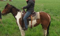 Reg, tri-colored APHA Mare
15HH will mature to 15.3HH
3 yrs old
This mare is a real looker, she has had one month training this spring, been ridden by teenagers regularly thro the summer, she is quiet, easy going, and willing to please... Ready to go in