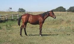 APHA registered (solid-bred), yearling gelding with foundation bloodlines, including Easy Jet, Top Deck, Leo, and Three Bars. Friendly and willing disposition; is halter broke, can pick up feet, and handles well. An excellent prospect for a variety of