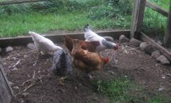 Beautiful flock raised this year (approximately 8 mo) (two raised from last year). Assorted breeds to supply brown and green eggs, including barred rocks, araucanas, rhode island red x . Georgie Porgie, their rooster can come with them or not depending on
