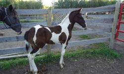 Lots of colour this colt should mature 15hh +, both parents on site. Nice head & Hip
4H,English,Pleasure,Halter,Western or add to your stud programme
I can register him,  APHA
presently working with him and will not be ready to go home till Oct
600.00