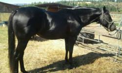 TCD ASSET IN BLACK 1999 black AQHA stallion. HYPP N/N 15.3hh proven producer. Thrown color on paint mares. Black too. Has an Impressive show record himself as well as his offspring. Babies are quiet, easy going, and very trainable. We are no longer