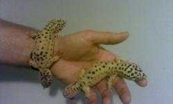 Beautiful breeding pair of Leopard Geckos. Female is 1.5 years old, male is 1 year old. Wonderful colours. They come with their 50 gallon tank and black metal top, their tanks black metal stand, water dish, food dish, moss hide, a magnetic house that you