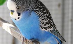 We have five beautiful budgies for sale. beautiful colors, no health problems. the price is $10 for a pair or $35 for all five.
We love them but will soon be unable to care for them properly; our dog will give birth in November.
These birds are sociable
