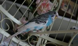 Hi, I am selling 2 beatiful budgies. I am unsure of their gender. One is Semi tamed and one untamed. I am sellling them because I am starting a finch aviary.
I am asking for $25 each or buy 2 for $40 or best offer.
Bought both of those birds for $80 I
