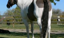 IMPERIAL REIGN
Imperial Reign is a 6 year old 15.2hh Paint stallion with his VERY RARE silver grullo colour, combined with the tobiano paint markings. His bloodlines are full of Champions in Halter, Western Pleasure, Working Cow, Racing, Barrels, Heading