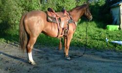 Buddy, is a 8 yr old green broke gelding. Has done many trails but thats about it. He is great to load even in a two horse straight haul, utd with farrier and shot. great with the farrier and shots and dewormer as well. Ties well. He has bucked, and I am