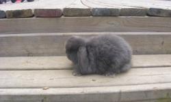 I have some beautiful Holland Lop Baby bunnies for sale...There is 2 blue baby bucks, 1 chinchilla baby buck, 1 fawn baby doe, 1 fawn baby buck, 2 tort baby bucks, 1 black buck, 1 Blue eyed white doe, 1 cream doe, 1 broken tort doe, 1 blue tort doe and 1
