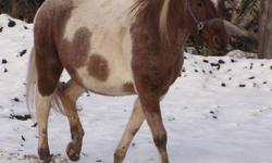 Hi, My name is Kandy. I am a healthy  10 year old paint mare who is 14.2-14.3hh. I'm supposed to be registered, but my papers were left out west instead of being with me when I came here as a yearling.  I am a very sweet mare, I lead, tie, load great, I