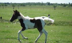 Zippos Treasure Jules ``Jules`` is a registered Paint horse filly . She is registered under APHA. She is 5 months old and is super smart . She is a black and white paint with beautiful markings . She already ties , crossties , bathes , trailers , and can