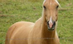 hi im selling my palomino quarter horse she is a around 14.3 hands and 5 years old and great on her back , shes quite and great to ride loves trails and don't mind being on the road with cars going past her I only used her for trails but she would make a