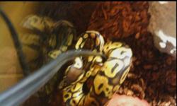 I have a beautiful pastel ball python that I can not take with me when I move. She is about 2 years old. I have had her for just over a year. She is very calm animal. She eats hopper sized mice, about one a week and half. I would love to see her go to a