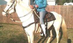 I am unfortunately selling my Siya girl, a 15hh all white, gorgeous Quarter Horse Appaloosa. She is 5 years old, very calm, and very gentle. She has an amazing personality and tries hard to make you proud. She is BROKE to ride, excellent for the farrier,