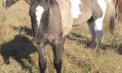SLR Dun To The Max
Registered apha silver grullo solid paint filly. This filly has the dark dorsal strip, dark outlining by her ears and leg barrings. This is the full package great show, broodmare and working prospect with the grullo color. This filly