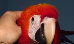 This beautiful male scarlet macaw is 4.5 months old.  He is pretty tame and likes to be petted but also plays independantly so you don't have to hold him all the time.  He gets along well with other macaws. He is  not a biter but this is not a good