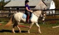 Registered quality Llanarth, Menai bloodlines.  Just over 13.2hh 2004 mare with classic welsh cob substance.  Sabino gene with unique blue eyes and black liner.  Nice temperament, loves attention.  Goes under saddle, ground drives, ties, clips, bathes,