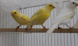 2 Waterslager males for sale. Close banded from Western Waterslager Club. Great singers, outstanding quality canaries. I also have a nice cage on the stand if you need one. Canary with the cage $100. If you have any questions please call me at