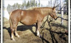 2004 Belgian Cross Broodmare'Honey' is a very sweet, gentle natured mare.  Solid build, stands about 15.2 hands.  She will come up for a pet in the pasture.  She is halter broke and has had a saddle on but has never been backed.  She could easily be
