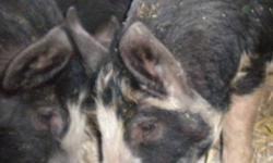 Hi
 
I have two young berkshire boars to sell. They are intact males.  Very nice pigs!
 
$100 each.
 
No delivery.
 
Thanks.