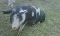 Spanky is a two year old sow that is organically raised and well socialized. She sits, eats from your hand and is well mannered (for a pig.) She is a great mother, and birthed and raised a litter of pigs in January with no help other than a heat lamp. She
