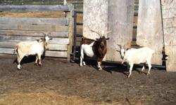 I have 3 Billy goats for sale the brown one is 6 years old asking $150.00 the other 2 are 2 year olds asking $100.00 each  Also have some that we born in May of this year