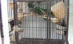 8 birds, 1- canary, 1-bishop, 1-society finch, 5-zebra finches,
The cage stands 62 inches tall
22.5 inches deep
28.5 inches wide.
$350.00 for cage and birds included.