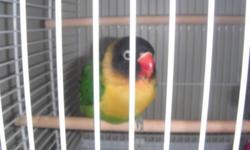 For Sale
Black Masked Lovebird
Cage and all accessories included
