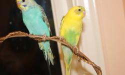 2 Female Parakeets
Very Friendly , Colourful and playful
Only About 2 months old
Cage is Very large , usually not used for budgies but for large birds
Lots of toys and a lot of space for the birds