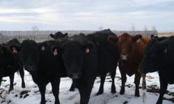 33 - 1000 lb black angus bred heifers for sale.  Bred to black angus bulls and set to start calving in February.  Asking $1600 per head.  Buyer can take all or choice.  Please call after 6 pm or email.