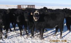 for sale
32 bred heifers
breed to purebreed black angus bulls
ph  752-5989
cell 921-7363
