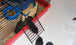 3 Black Bear Baby Hamsters left for sale(6 weeks old). Ready to go now. All black in color. Excellent temperment. I have had other hamsters that like to bite. The mother of the babies has not bittin my son once. The babies are used to being handled. I