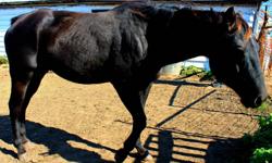Thor is what I call Black Beauty... Or Black Night!
 
Thor is a black 7 year old Registered paint.
Thor stands at 15.1 h  approx
Thor has been haltered
Thor is one of our male's that wouldn't take much to train....He would make any young boy/girl's dream