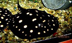 CB Male BD/LEO 9" stingray for sale. Nice dark black with white spots and eating smelts,shrimp and pellets.. No shipping but I can deliver to Calgary or you can pick it up.