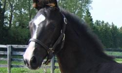 Georgeous 2011 gelding born April 13th.
 
Black with 4 white socks and a blaze.
 
Dam's pedigree: Foxtrott, Nimmerdor, Farn, Henville, Lugano
Sire's pedigree: VDL Prestige, Silvano, Furioso
 
Correct, uphill and a great personality!! Tons of potential as
