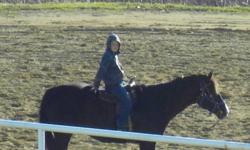 Bullet proof 18 year old black gelding, this horse has done it all. 15.2 HH and around 1200lb. My son rode him in the mountains when he was 6 years old  - he would be a great horse for a beginner / young rider. My son has moved on to a new horse so Dandy