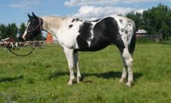 Travelin Chicadoo APHA #678938.  Travelin Chicadoo is a solid, well built homozygous mare that has been an excellent producer and she is pretty.  She is bred back to Peppys Olena Smart (cutting bred paint stallion) for a 2012 foal.  She is nine years old,