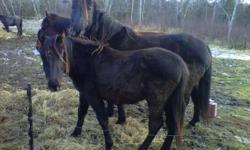 I have for sale a black Quarter Horse, Canadian cross filly. Mother is half Canadian, half Quarter (14.2hh) and sire is a registered Quarter horse named Chums black chip15+hh). Both parents are black. Should mature 14.2hh +++. This little girl is going to