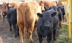 Registered Black Angus Bull bred to Red Angus Cows and outcome is the heifers are for sale!!!!!!!!!  Well put together Hiefers! 2 solid red heifers and 8 black born April 15- May still on  the cows and in the pasture forget auction fees and brand