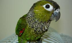 Jazz is a 7 mo. old blackcap conure. He is quite tame and extreemly playful. He comes with his cage and a multitude of toys, perches and a bath. Please call 705-267-1730