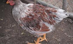 I have a blue-laced red wyandotte rooster. He is from this springs hatch and originates from out west (Sask) I am asking $15. This is an older pic as a broke my camera. He's more mature now.
