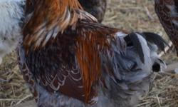 I have 4 Heritage Blue Laced Red Wyandotte roosters for sale or trade for the same breed of hens.  Also, I have several Heritage bred Light Brahma roosters for sale or trade for the same hens.  These birds were all hatched in the late spring of 2011.