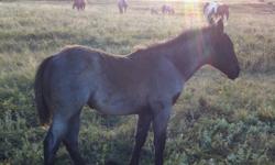 Blue Roan AQHA( application) filly for sale. Sire Rojos sak em. Sak em San Orphan Drift Bloodlines Dam Td crimson war lady
Real quiet and stout!
This ad was posted with the Kijiji Classifieds app.