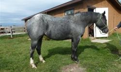 Very pretty blue roan APHA registered filly , 3 years old , 14.2 hh  , good ground manners , up to date on farrier and wormings . Ready to be started .
 
Reduced to $1000.00