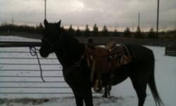 Good big gelding , would make a good general riding or pasture horse. He is papered, 15-1 hands, and walks out good. Just not getting used so he has to go!
This ad was posted with the Kijiji Classifieds app.