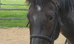 Indy is a 5 year old, blue roan TB/QH draft cross. Indy has a wonderful personality and the colour to get you  noticed int he show ring. Indy is mainly trained in Dressage, but has experience trail riding, moving cattle and jumping. She has jumped up to